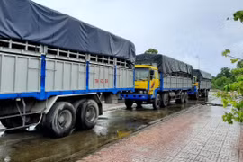 Tạm giữ 3 xe tải mang biển kiểm soát quân sự giả, giấy tờ quân sự giả
