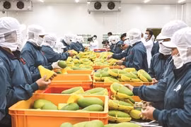 EVFTA thúc đẩy xây dựng chuỗi giá trị nông sản Việt