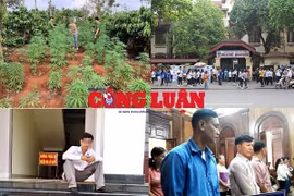 Bản tin pháp luật 8H: Hai anh em sinh đôi "xen canh" hàng trăm cây cần sa trên rẫy cà phê