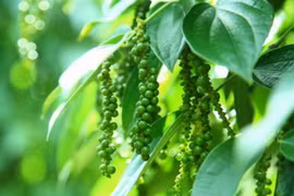 Giá hồ tiêu hôm nay 15/12: Tăng nhẹ ở Tây Nguyên, giá cao nhất 58.000 đồng/kg