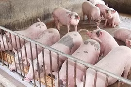 Giá heo hơi hôm nay 9/6: Cả ba miền tiếp tục lao dốc, có nơi về giá 87.000 đồng/kg