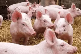Giá heo hơi hôm nay 13/6: Tiếp tục lao dốc về ngưỡng 80.000 đồng/kg?