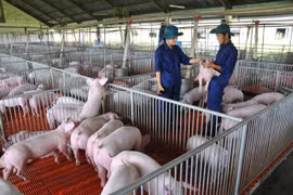 Giá heo hơi hôm nay (30/4): Tiếp tục đà giảm, miền Bắc vẫn ở mức 93.000 đồng/ kg