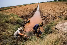 Hậu quả do hạn mặn tại ĐBSCL còn ở phía trước