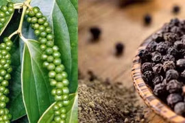 Giá hồ tiêu hôm nay (3/9): Đi ngang quanh mức 50.000 đồng/kg