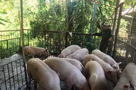Giá heo hơi hôm nay (22/8): Không nhiều biến động phiên cuối tuần