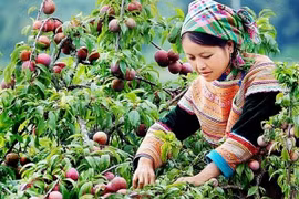 APF phối hợp quảng bá, xúc tiến đầu tư vào tỉnh Sơn La
