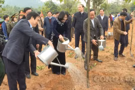 Phó Chủ tịch nước Đặng Thị Ngọc Thịnh phát động Tết trồng cây tại Đền Hùng