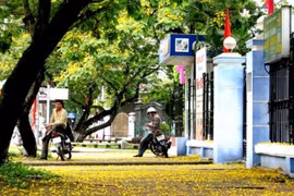 Huế dịu dàng trong sắc vàng hoa hoàng điệp
