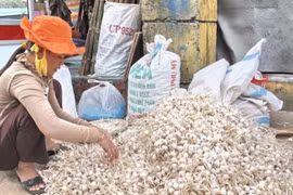 Lý Sơn còn khoảng 700 tấn tỏi chưa thể tiêu thụ