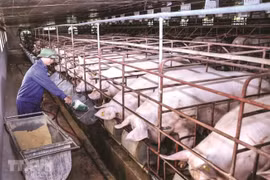 Giá heo hơi hôm nay, 3/6: Miền Bắc đảo chiều tăng trở lại