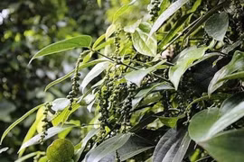 Giá cà phê hôm nay (5/5) tăng nhẹ, giá hồ tiêu "đi ngang"