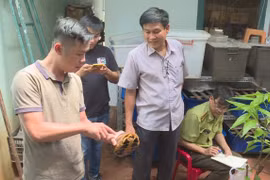 Đắk Lắk: Khởi tố đối tượng nuôi nhốt hơn 100 cá thể rùa nguy cấp, quý hiếm