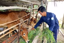 Có tình trạng “bệnh thành tích” trong thực hiện mục tiêu giảm nghèo