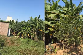 Đông Anh (Hà Nội): Chủ tịch xã Xuân Canh xác nhận khống hồ sơ xin cấp sổ đỏ?