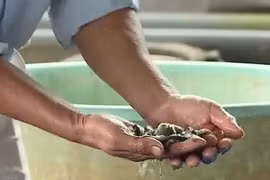 Người nông dân thu tiền tỷ từ nuôi cá