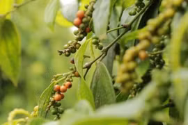 Giá hồ tiêu hôm nay (23/8): Bật tăng lên mức cao nhất 50.000/kg