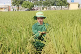 Người anh hùng đam mê với giống lúa