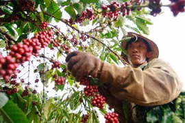 Thị trường giá nông sản hôm nay 25/4: Hồ tiêu có xu hướng tăng, cà phê tạm thoát đáy