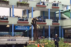 Trường THCS Bạch Đằng đốn bỏ cây phượng còn lại sau vụ tai nạn