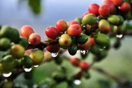 Giá cà phê hôm nay 25/6 đi ngang, hồ tiêu giảm thêm 1.000 đồng/kg