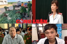 Bản tin pháp luật 8H: Trồng hơn 500 cây cần sa cho gà vịt ăn để "phòng bệnh"