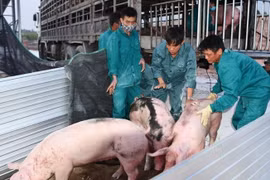 Nhập khẩu thịt lợn: Doanh nghiệp Việt ‘e dè’