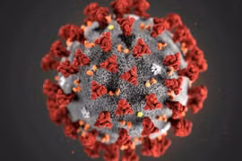 WHO và tình báo Mỹ có chung quan điểm về nguồn gốc virus SARS-CoV-2