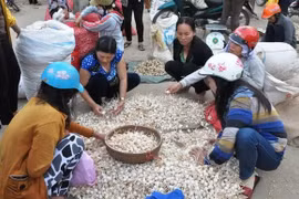 Chống tin giả: Phạt người đưa thông tin sai sự thật về tỏi Lý Sơn 12,5 triệu đồng
