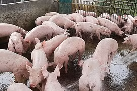 Giá heo hơi hôm nay (27/8): Đồng loạt giảm sâu trên cả nước