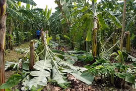 Truy tìm nghi phạm hiếp dâm bé gái 12 tuổi ở Hà Nội