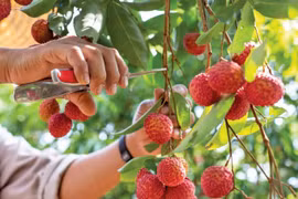 Nhật Bản cử chuyên gia hàng đầu kiểm tra lô vải tươi xuất khẩu