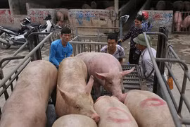 Giá heo hơi hôm nay 23/6: Miền Bắc giảm giá đồng loạt do heo Thái ra thị trường