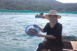 Phía sau phóng sự truyền thanh làm lay động khán thính giả