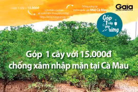 Cà Mau: Xác minh việc vận động tiền trồng rừng chống xâm nhập mặn