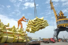 Xuất khẩu gạo sang Châu Âu khởi sắc