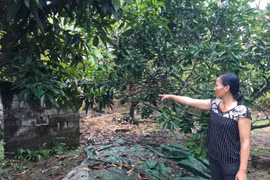 Hải Phòng: UBND huyện Thủy Nguyên đem đất của người này “cấp sổ đỏ” cho người khác!