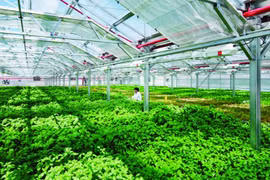 Phát triển nông nghiệp công nghệ cao còn nhiều nút thắt
