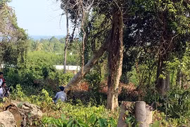Kỷ luật cảnh cáo nguyên Giám đốc liên quan vụ phá rừng tại Đồng Nai