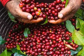Giá cà phê hôm nay 2/9 bất ngờ tăng nhẹ, áp sát mốc 34.000 đồng/kg