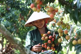 Bắc Giang lên phương án tiêu thụ vải thiều đối phó dịch Covid-19