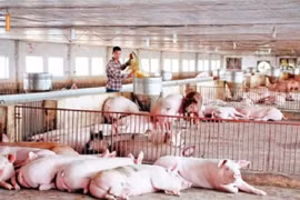 Giá heo hơi hôm nay (28/4): Vẫn duy trì ngưỡng 95.000 đồng/kg