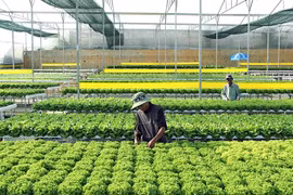 Nông nghiệp xanh: Doanh nghiệp nông nghiệp ứng phó với dịch Covid 19