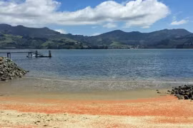 Bãi biển ở Otago biến thành màu đỏ vì phủ xác tôm hùm chết