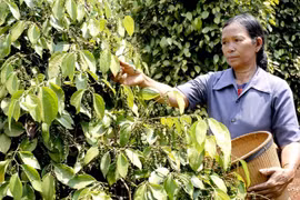 Giá hồ tiêu hôm nay (19/9): Tăng nhẹ ở một số địa phương
