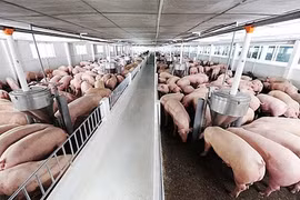 Giá heo hơi hôm nay 19/9: Miền Bắc, miền Trung tăng nhẹ, miền Nam giữ giá 80.000 đồng/kg