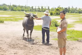 Công an "bóc gỡ" đường dây trộm trâu, bò chuyên nghiệp liên tỉnh