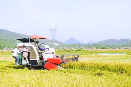 Huyện Hưng Nguyên (Nghệ An): Trong khó khăn, nông nghiệp - công nghiệp vẫn phát triển