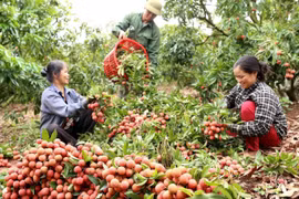 Vải thiều Việt Nam 'đắt hàng' trong mùa dịch Covid-19