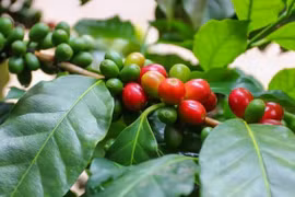 Giá cà phê hôm nay (8/5) giảm 300 đồng/kg, hồ tiêu đi ngang